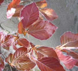 Fagus sylv. Atropunicea - Copper beech hedging